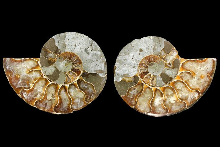 Bargain, Agate Replaced Ammonite Fossil - Madagascar #145840